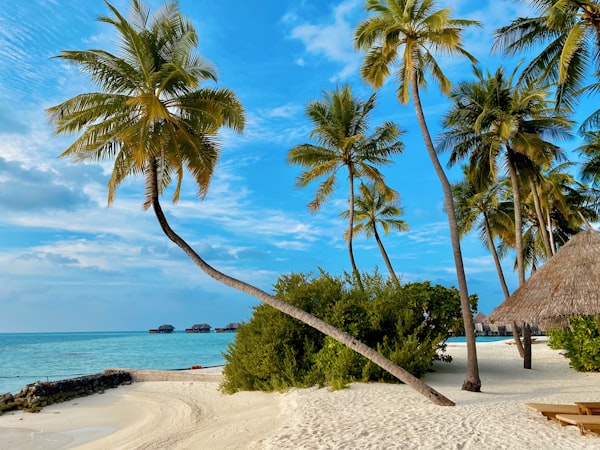 Location Palm trees leaning over white sand and turquoise water